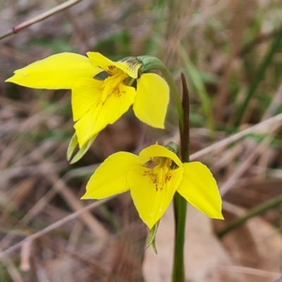 Diuris chryseopsis (Golden Moth) at Isaacs Ridge - 21 Sep 2022 by Mike