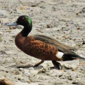 Anas castanea at Tarbuck Bay, NSW - 21 Sep 2022