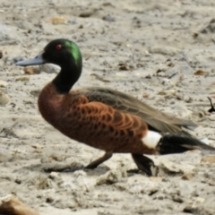 Anas castanea (Chestnut Teal) at Tarbuck Bay, NSW - 21 Sep 2022 by GlossyGal