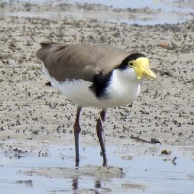 Vanellus miles (Masked Lapwing) at Tarbuck Bay, NSW - 21 Sep 2022 by GlossyGal