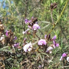 Glycine clandestina (Twining Glycine) at Hawker, ACT - 20 Sep 2022 by sangio7