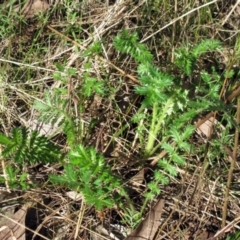 Acaena x ovina (Sheep's Burr) at Hawker, ACT - 19 Sep 2022 by sangio7