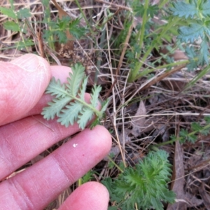 Acaena x ovina at Hawker, ACT - 20 Sep 2022