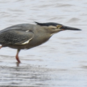 Butorides striata (Striated Heron) at Tarbuck Bay, NSW by GlossyGal