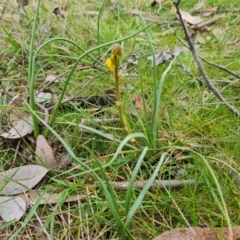 Bulbine bulbosa (Golden Lily) at Isaacs Ridge and Nearby - 21 Sep 2022 by Mike