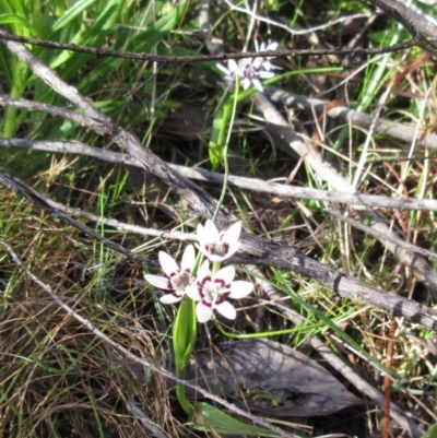 Wurmbea dioica subsp. dioica (Early Nancy) at The Pinnacle - 19 Sep 2022 by sangio7