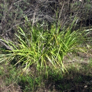 Lomandra longifolia at Hawker, ACT - 20 Sep 2022