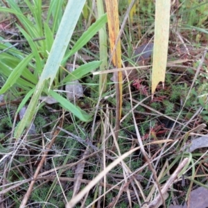 Lomandra longifolia at Hawker, ACT - 20 Sep 2022 09:04 AM