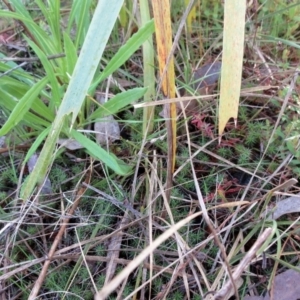 Lomandra longifolia at Hawker, ACT - 20 Sep 2022