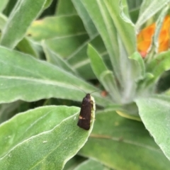 Leistomorpha brontoscopa (A concealer moth) at Aranda, ACT - 21 Sep 2022 by KMcCue