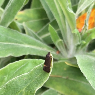 Leistomorpha brontoscopa (A concealer moth) at GG182 - 21 Sep 2022 by KMcCue