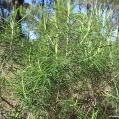 Cassinia longifolia (Shiny Cassinia, Cauliflower Bush) at Hawker, ACT - 19 Sep 2022 by sangio7