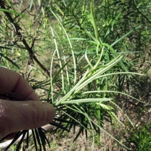 Cassinia longifolia at Hawker, ACT - 20 Sep 2022