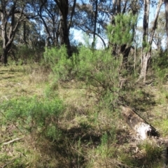 Cassinia longifolia at Hawker, ACT - 20 Sep 2022