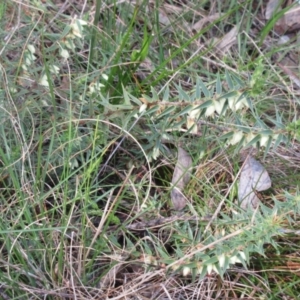 Melichrus urceolatus at Hawker, ACT - 20 Sep 2022