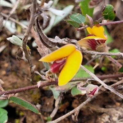 Bossiaea prostrata (Creeping Bossiaea) at Crace Grasslands - 21 Sep 2022 by trevorpreston