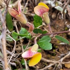 Bossiaea prostrata at Mitchell, ACT - 21 Sep 2022