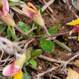 Bossiaea prostrata at Mitchell, ACT - 21 Sep 2022