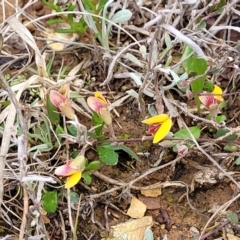 Bossiaea prostrata at Mitchell, ACT - 21 Sep 2022