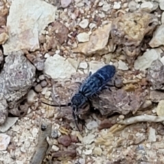 Collembola (class) (Springtail) at Mitchell, ACT - 21 Sep 2022 by trevorpreston