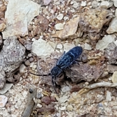 Collembola sp. (class) (Springtail) at Crace Grasslands - 21 Sep 2022 by trevorpreston