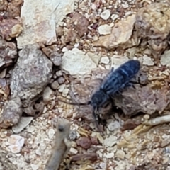 Collembola sp. (class) at Mitchell, ACT - 21 Sep 2022