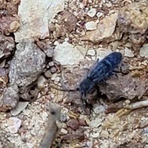 Collembola sp. (class) at Mitchell, ACT - 21 Sep 2022 04:11 PM