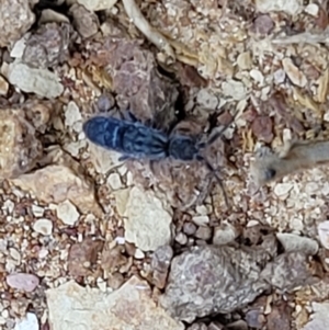 Collembola sp. (class) at Mitchell, ACT - 21 Sep 2022 04:11 PM