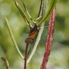 Philobota undescribed species near arabella (A concealer moth) at Namadgi National Park - 20 Sep 2022 by RAllen