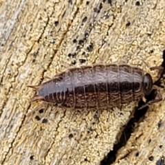 Philosciidae (family) (A terrestrial ispodod) at Crace Grasslands - 21 Sep 2022 by trevorpreston