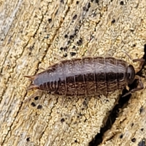 Philosciidae (family) at Mitchell, ACT - 21 Sep 2022