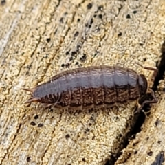 Philosciidae (family) at Mitchell, ACT - 21 Sep 2022