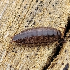 Philosciidae (family) at Mitchell, ACT - 21 Sep 2022 03:57 PM