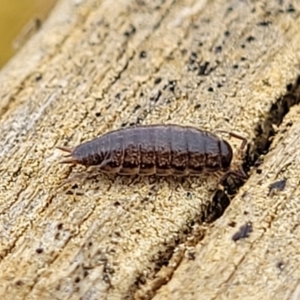 Philosciidae (family) at Mitchell, ACT - 21 Sep 2022