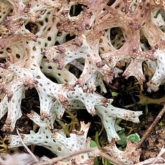 Cladia corallaizon at Crace Grasslands - 21 Sep 2022 by trevorpreston