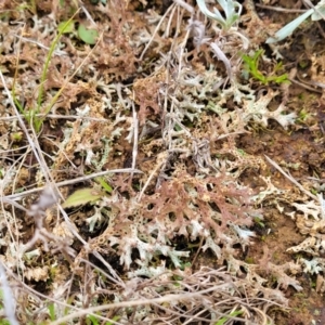 Cladia corallaizon at Mitchell, ACT - 21 Sep 2022 03:55 PM