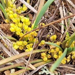 Lomandra bracteata at Mitchell, ACT - 21 Sep 2022