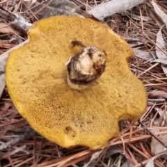 Suillus sp. (A bolete ) at Bungendore, NSW - 21 Sep 2022 by clarehoneydove