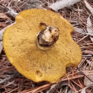 Suillus sp. at Bungendore, NSW - suppressed