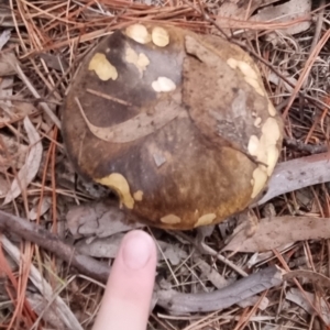 Suillus sp. at Bungendore, NSW - suppressed