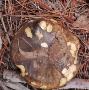 Suillus sp. at Bungendore, NSW - suppressed