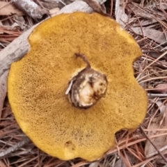 Suillus sp. at Bungendore, NSW - suppressed