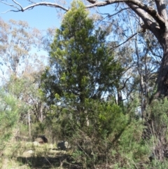 Exocarpos cupressiformis (Cherry Ballart) at Hawker, ACT - 19 Sep 2022 by sangio7