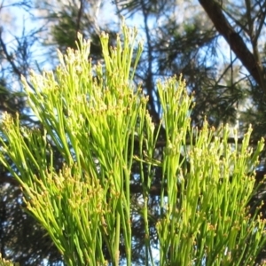 Exocarpos cupressiformis at Hawker, ACT - 20 Sep 2022 09:23 AM