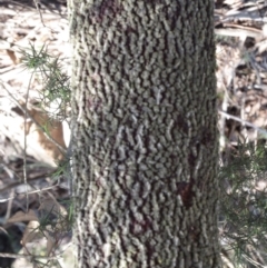 Exocarpos cupressiformis at Hawker, ACT - 20 Sep 2022 09:23 AM