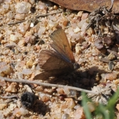 Paralucia spinifera (Bathurst or Purple Copper Butterfly) at Booth, ACT - 20 Sep 2022 by RAllen