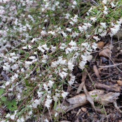 Cryptandra amara (Bitter Cryptandra) at Cook, ACT - 19 Sep 2022 by nolam