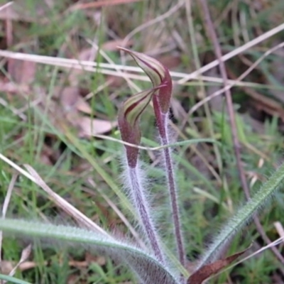 Caladenia actensis (Canberra Spider Orchid) at Mount Majura - 20 Sep 2022 by UserYYUcWrIf