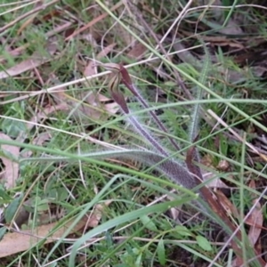 Caladenia actensis at suppressed - 21 Sep 2022