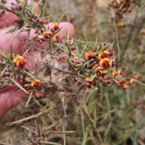 Daviesia genistifolia at Bungendore, NSW - 21 Sep 2022